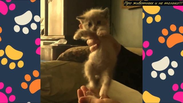 Доберман нашёл котёнка и положил женщине на колени! смотреть онлайн