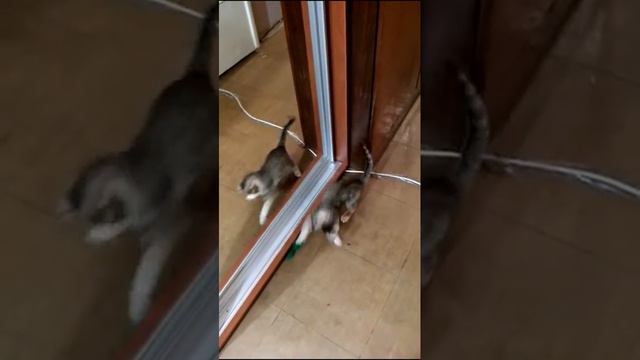 Кошечка Сонечка ищет игрушку / Kitten looking mouse смотреть онлайн