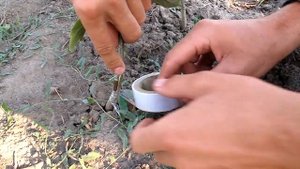 Окулировка летняя прививка плодовых деревьев почкой