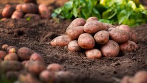 Картофель Беллароза Сроки Созревания