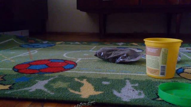 Гибискус изменчивый. Промежутка смотреть онлайн