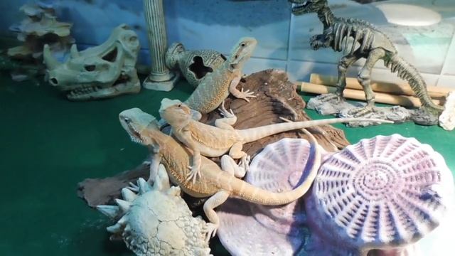 Заселили ДРАКОНОВ в НОВЫЙ террариум 120х60х45 см / Бородатая агама растут мои малыши из ЯЩЕРОПОЛИС смотреть онлайн