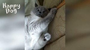 Funny animals - Funny cats dogs - Funny animal videos #84 - 1080-1