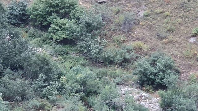 БУРЫЙ МЕДВЕДЬ В ГОРАХ ТАДЖИКИСТАНА