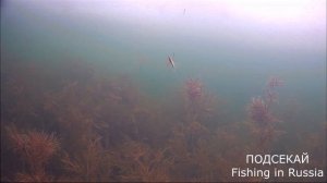 ЩУКА НА БАЛАНСИР ПОДВОДНЫЕ СЪЁМКИ.