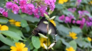 Бабочка махаон Маака