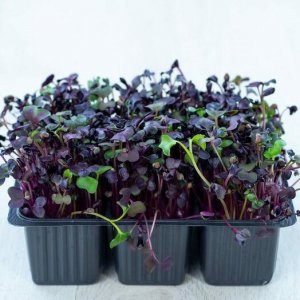 Как вырастить микрозелень редис санго