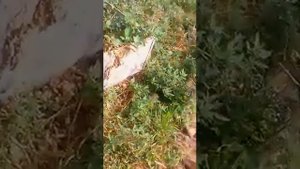 КАРТОФЕЛЬ ВЫРАЩИВАЕМ В ЯЩИКАХ БЕЗ ПОТЕРИ СИЛ И ВРЕМЕНИ НА ОКУЧИВАНИЕ И ПРОПОЛКУ!