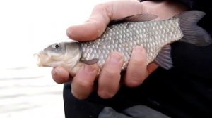 Как ловить карася осенью. Тактика, методы и хитрости ловли