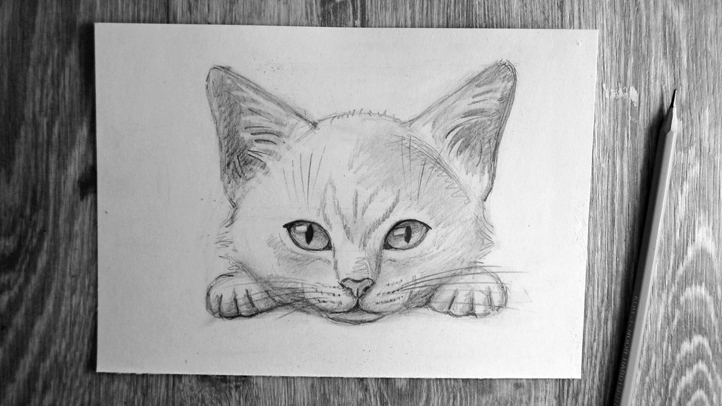Кошка рисунок 20 лет карандашом