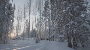 Архангельская лиственница. Архангельский пиломатериал. Архангельская сосна. Архангельская ель.