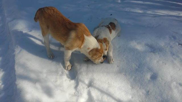 Мои Алабаи 4 и 5 месяцев смотреть онлайн