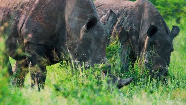Wild Animals Of KwaZulu Natal, South Africa - Scenic Wildlife Film in 8K ULTRA HD смотреть онлайн