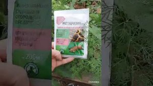 как бороться с медведкой