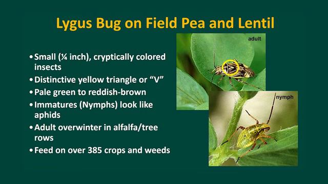 What's Bugging Your Pulse and Oilseed Crops? Janet Knodel, NDSU Extension смотреть онлайн