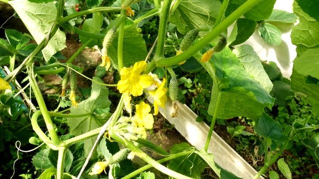 Всего 1 ложка спасает весь огород! Подкормка для огурцов, томатов и других растений! смотреть онлайн