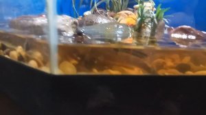 Кормление илистых прыгунов