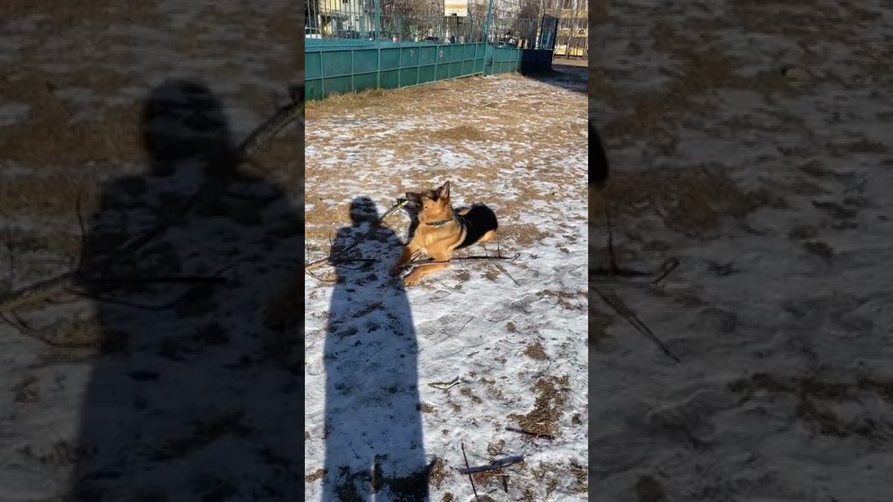 Хитрый пёс. Не догрыз палку на прогулке. смотреть онлайн