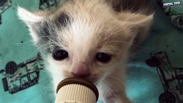 Недоношенного котёнка с САМЫМИ грустными глазами, БРОСИЛИ на улице, но эта кроха.. смотреть онлайн