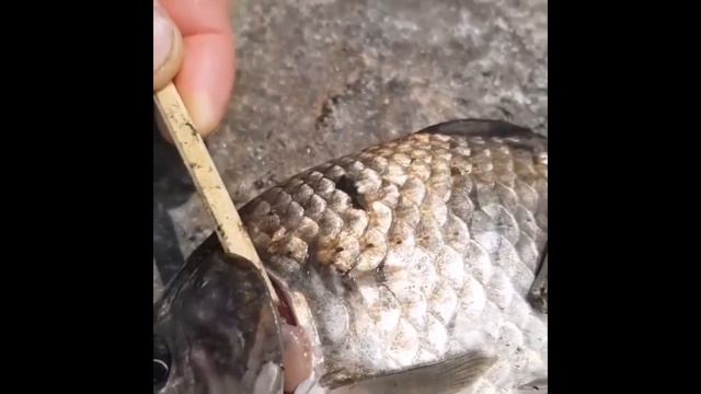 Рыбаки приколы 2019-2020/Пьяные на рыбалке 2020/Девушки на рыбалке 2020 смотреть онлайн