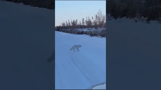 Песец не пропускает машину #Shorts