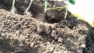 Гигантский лук Айлса Грейк из семян !!! Семена с АлиЭкспресс.