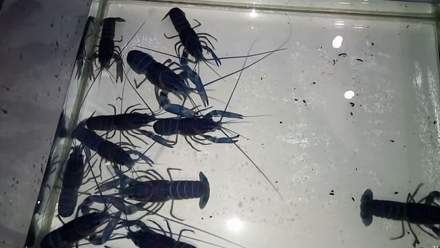 Быстрый рост австралийских красноклешневых раков при правильном содержании и разведении. смотреть онлайн