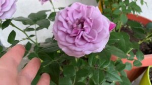 РОЗЫ В ГОРШКАХ  или ВАЗОНАХ, долго цветущие г.Киев 2021г.