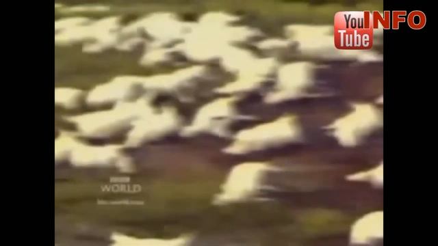 Самый опасный водоем Африки смотреть онлайн