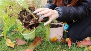 ЦВЕТОЧНЫЙ ВЛОГ: моя новинка нефролепис грин леди