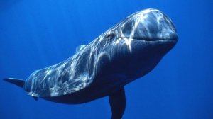 Интересные факты о Китах