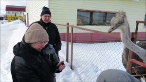 ФЕРМА "РУССКИЙ СТРАУС": осторожно-страусы!