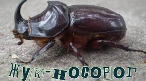 Жук-носорог