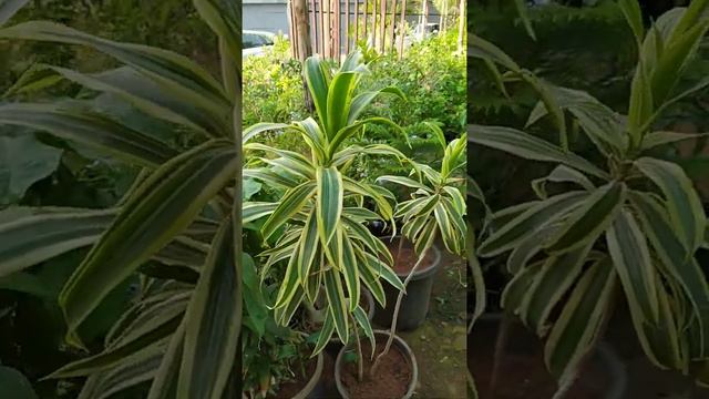 Dracaena reflexa | Song of India | Song of Jamaica | Asparagaceae