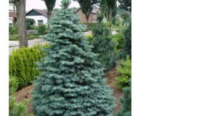 Пихта одноцветная (abies concolor)