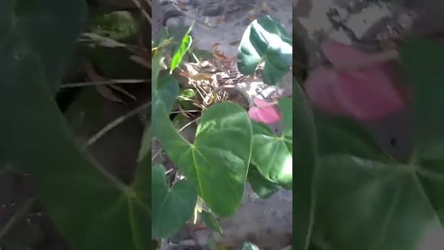 Калия смотреть онлайн