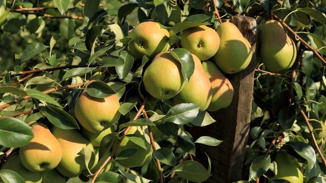 Мой грушевый сад под Рязанью. смотреть онлайн