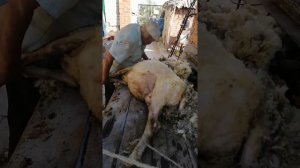 Как стригут ногти овцам. Экоферма. Ферма. Салон красоты для овец.