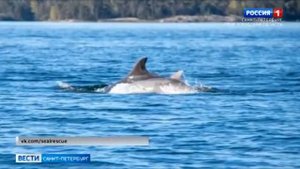 В российской акватории Финского залива заметили атлантических дельфинов