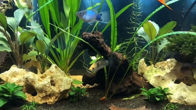 Баланс а аквариуме. Бактерии под микроскопом. смотреть онлайн