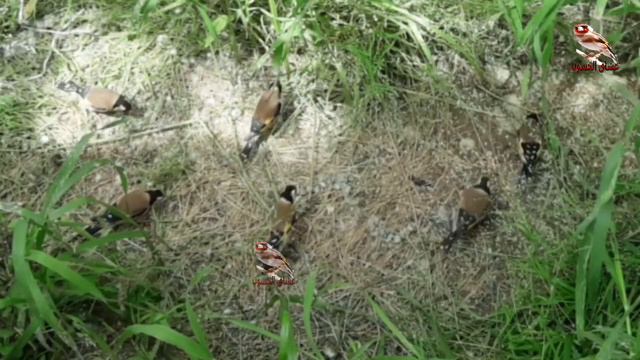 بتبتة لتحفيز الحسون. سوف تجعله يغرد في كل مكان