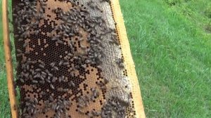 Майский отводок на две рамки. Работы на пасеке | Лесной Кордон