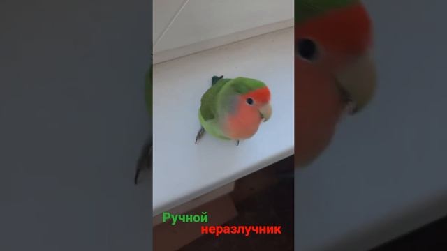 Ручной неразлучник #неразлучник #попугай #птица #ручнаяптица #домашняяптица #попугаи #птицы #птичка