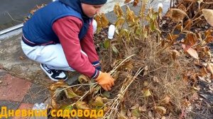 КАК УКРЫТЬ КРУПНОЛИСТНУЮ ГОРТЕНЗИЮ НА ЗИМУ | САМЫЙ ПРАВИЛЬНЫЙ СПОСОБ