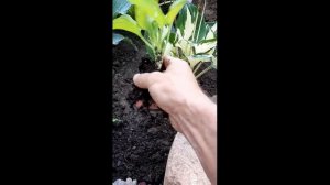 обзор растений от Крестьянинова Вадима