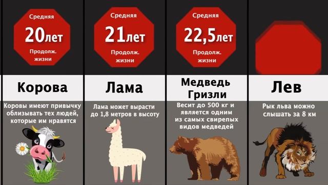 Сравнение: Продолжительность Жизни Животных и Существ смотреть онлайн