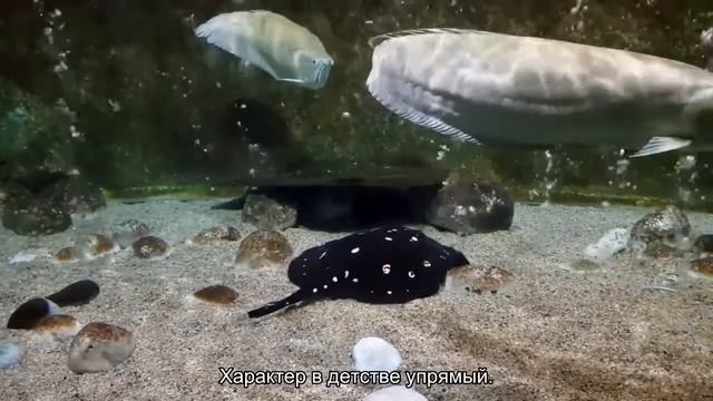 Значение имени Альфред. Толкование, судьба, характер смотреть онлайн