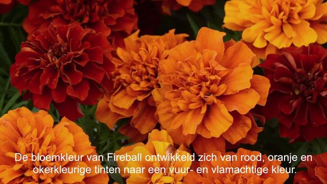 French Marigolds from PanAmerican Seed смотреть онлайн