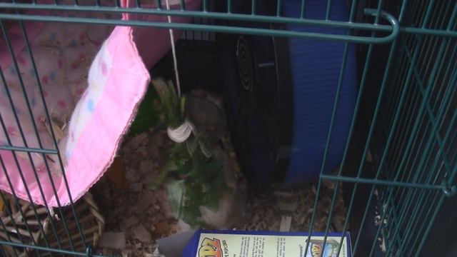 HOW TO: DANDELION HANGERS ~ Suitable Treat For All Hamster Species смотреть онлайн