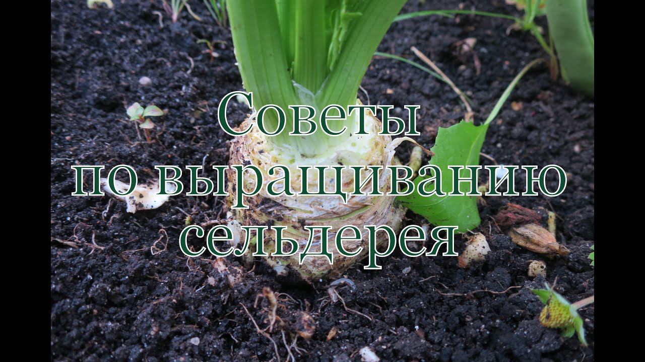 Советы по выращиванию корневого сельдерея
